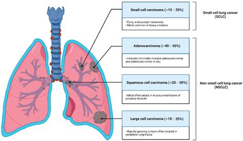 Jfb Free Full Text Targeted Egfr Nanotherapy In Non Small Cell Lung