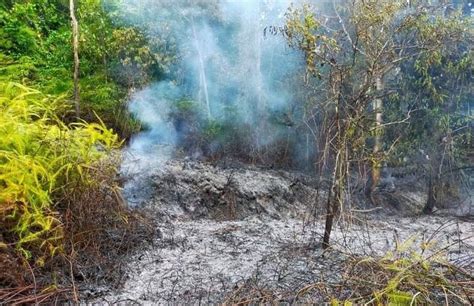 AKIBAT KEMARAU KEBAKARAN LAHAN KEMBALI TERJADI Benuanews