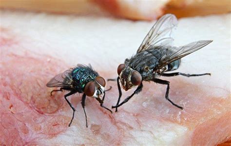 Flesh Fly Classification