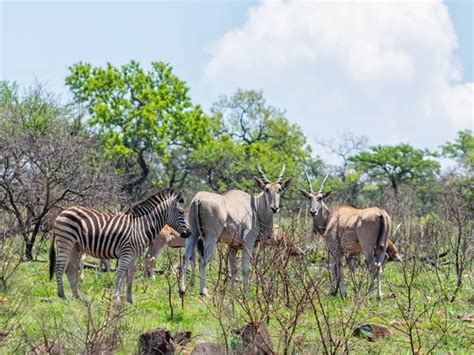 Eland Zebra Hartebeest Southern African Savanna Stock Photo Binty