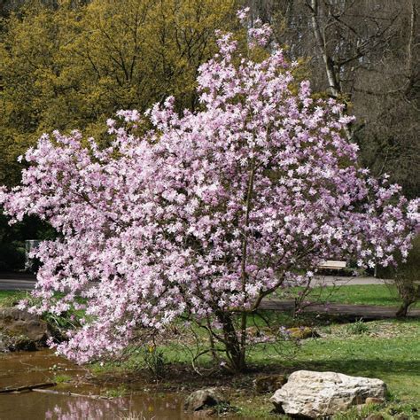 Magnolia ‘leonard Messel The Greenhouse