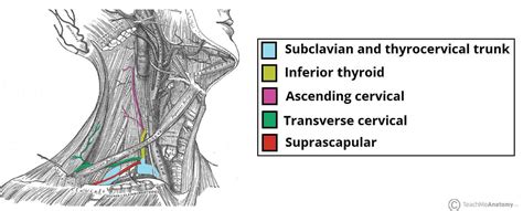 *7.5.1.10: Thyrocervical Trunk | RadAnatomy Wiki | Fandom