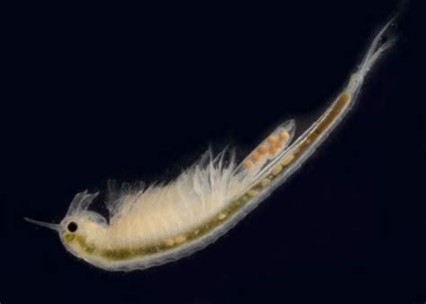 Vernal Pool Fairy Shrimp Branchinecta Lindahli