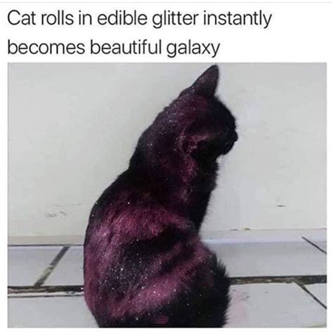 Cat Plus glitter - Meme by Bam123 :) Memedroid