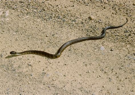 As Cobras Mais Mortais Do Mundo Mundo Ecologia