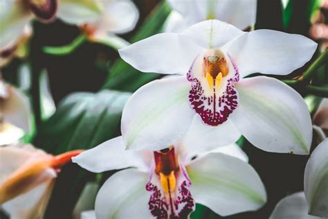 Cymbidium Coltivazione Cure E Consigli Per Un Ottima Fioritura