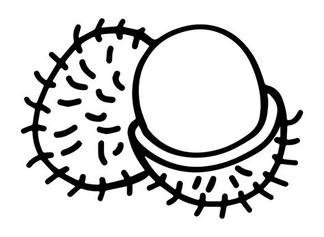 Rambutan Color Malvorlagen Kostenlose Malvorlagen Zum Ausdrucken