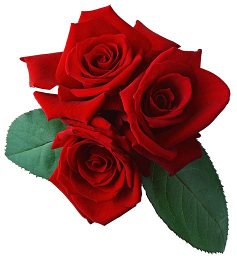 Three Red Rose Png Flower