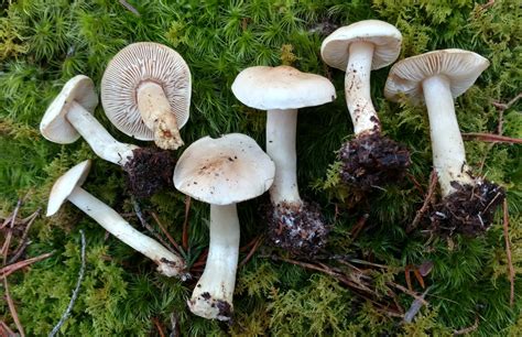 Tricholoma inamoenum – identifier-les-champignons.com