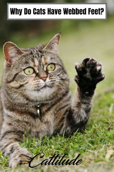 Why Do Cats Have Webbed Feet Cats Cat Facts Cat Problems