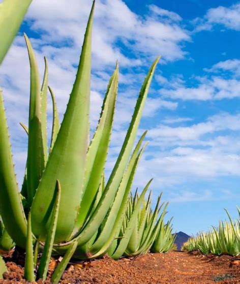 Cómo cultivar Aloe vera Infoagro