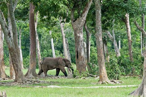 African Forest Elephant By Tony Camachoscience Photo Library