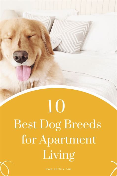 Top 10 best apartment dogs for small spaces – Artofit