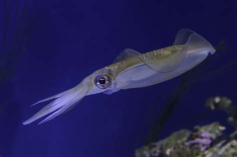 Discover 10 Incredible Squid Facts