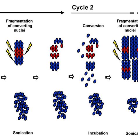 Schematic Representation Of Protein Mis Folding Cyclic Amplification