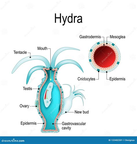 hydra anatomy. cnidaria. Coloso