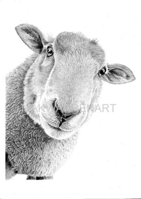 Sheep Art Print Hand Drawn Animal Pencil Drawing A4 A5 Sizes Giclee