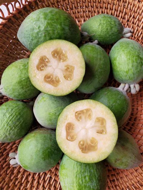 How To Grow Pineapple Guava Feijoa Cold Hardy Tropical Fruit