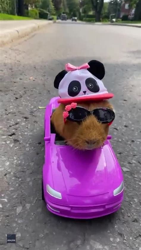 Stylish Guinea Pig Takes a Ride in Toy Car [Video]