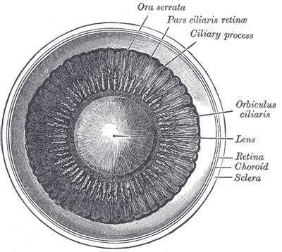 Sclera - wikidoc