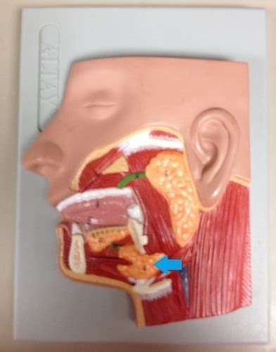 Unit Digestive And Respiratory Lab Flashcards Quizlet