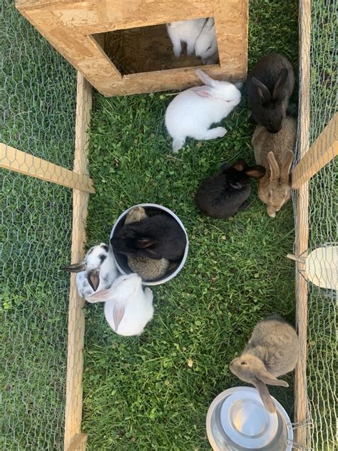 New Zealand Rabbit Rabbits For Sale Littleton Co 528927