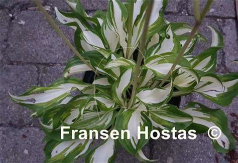 Hosta Kiwi Spearmint - Fransen Hostas