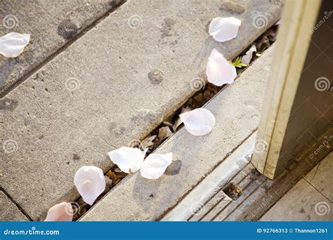 Pink Rose Pedals On The Ground Stock Image Image Of Pedals Sidewalk