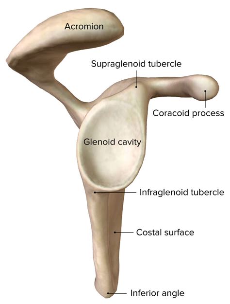 Shoulder Joint Anatomy Concise Medical Knowledge