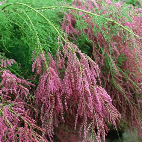 Tamarix Ramosissima Summer Glow Bunchberry Nurseries