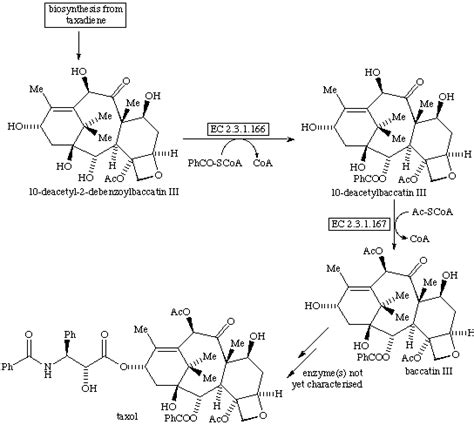 Taxol biosynthesis