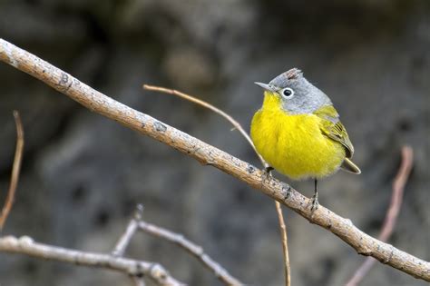 Nashville Warbler | Oregon Birding Association