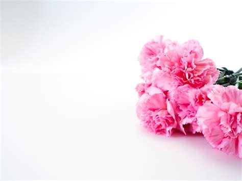 Premium Photo Pink Carnations Flower For Mothers Day