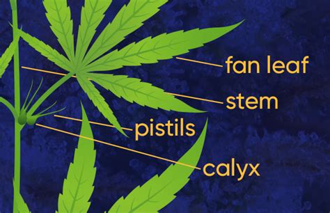 Cannabis Flower 101 Uses Forms And More Rise Dispensaries