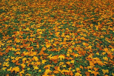 Premium Photo Fallen Leaves Lie On The Ground