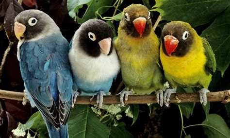 Cute Little Colorful Parrots Wallpapers - 1280x768 - 320905