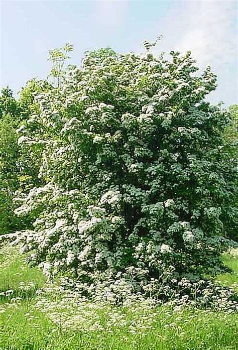 Hawthorn Tree Pictures, Facts & Images on Hawthorn Trees