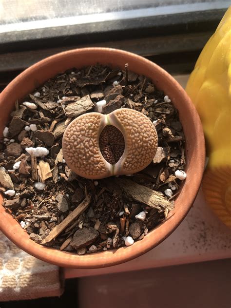 My Little Booty Plant Looks Like It Is Getting Ready For Some Booty Action R Succulents