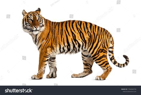 1,871 White Tiger Side View Images, Stock Photos & Vectors | Shutterstock