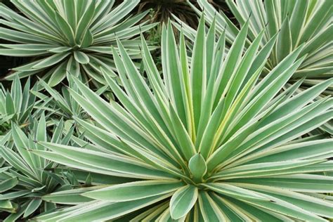 Agave Palito Conhe A As Curiosidades E Aprenda Como Plantar Essa