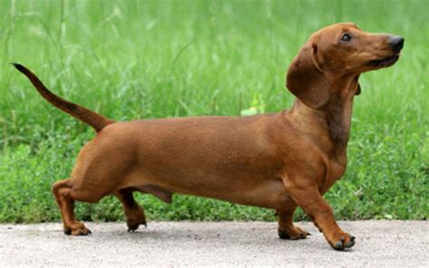 Dachshund Wallpapers - Wallpaper Cave