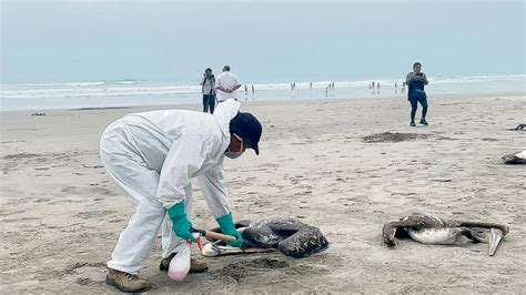 La influenza aviar en el Perú CooperAcción