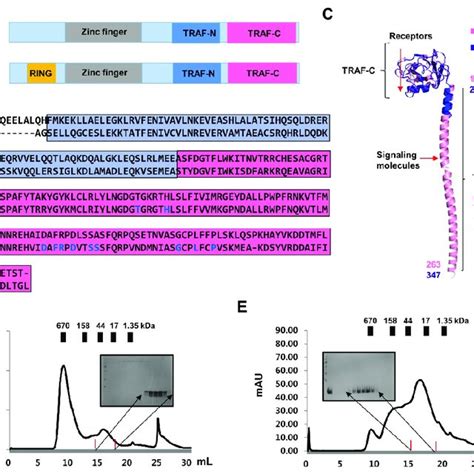 Purification Of TRAF N CC Domains Of TRAF1 And TRAF2 A The Domain