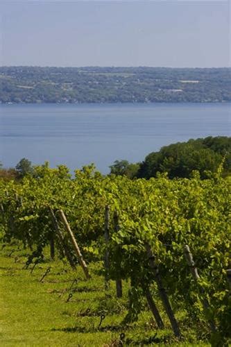 Cayuga Lake Wine Trail | Wineries - Directory - Tompkins County Chamber of Commerce