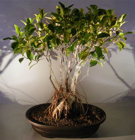 Ginseng Ficus Bonsai Treeroot Over Rock Style Ficus Retusa