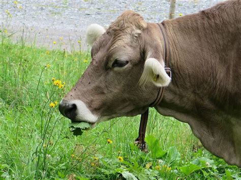 Vaca Cabeza De Vaca Depresión Temas De Animales Animal Mamífero