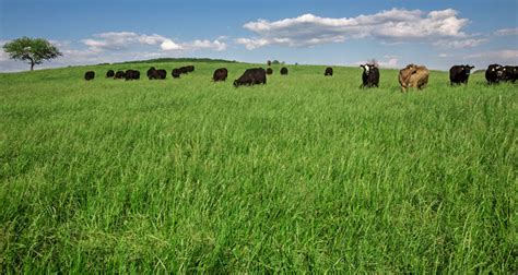 Oregon Quality Tall Fescue