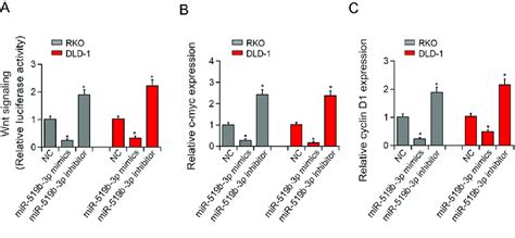 MiR 519b 3p Suppressed Wnt Signaling In RKO And DLD 1 Cells A