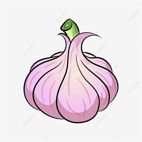 fresh garlic clipart vector  png clip art garlic  clip art