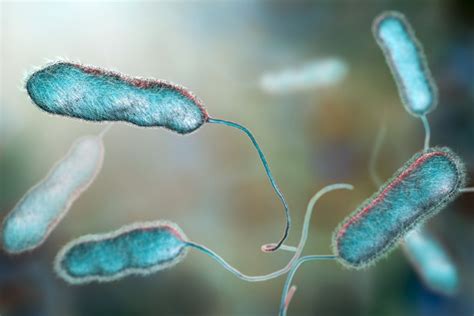 Legionella Bacteria Symptoms Explained After Duke University Outbreak